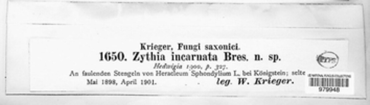 Leptodermella incarnata image
